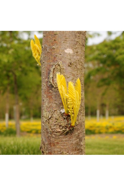 Gleditsia Санберст кора